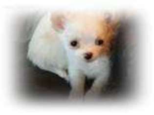 Chihuahua Puppy for sale in Elizabeth, CO, USA