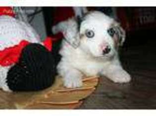 Miniature Australian Shepherd Puppy for sale in Talihina, OK, USA