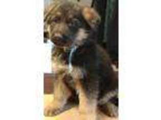 German Shepherd Dog Puppy for sale in Parker, CO, USA