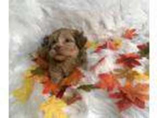Havanese Puppy for sale in Bellefontaine, OH, USA