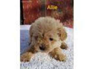 Labradoodle Puppy for sale in Bartlesville, OK, USA