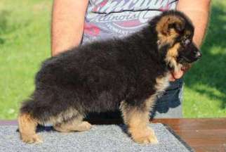 German Shepherd Dog Puppy for sale in Poulsbo, WA, USA