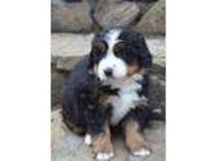 Bernese Mountain Dog Puppy for sale in Asheville, NC, USA