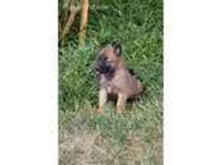 Belgian Malinois Puppy for sale in Bear River, WY, USA