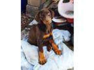 Doberman Pinscher Puppy for sale in NORTH HIGHLANDS, CA, USA