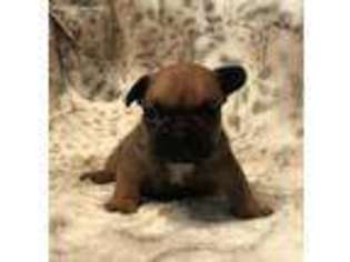 French Bulldog Puppy for sale in West Point, IA, USA