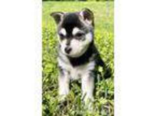 Medium Photo #1 Alaskan Klee Kai Puppy For Sale in The Woodlands, TX, USA