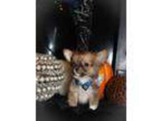 Chihuahua Puppy for sale in Lawrence, KS, USA