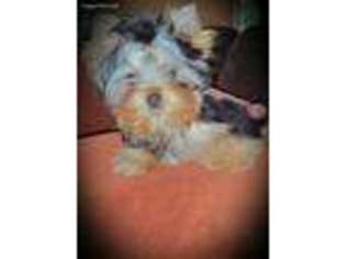 Yorkshire Terrier Puppy for sale in Brentwood, CA, USA
