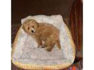 Shih-Poo Puppy for sale in Brookhaven, PA, USA
