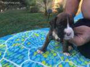 Boxer Puppy for sale in Rackerby, CA, USA