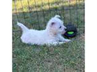 West Highland White Terrier Puppy for sale in Atoka, OK, USA