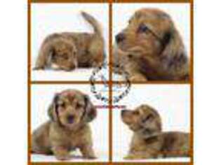 Dachshund Puppy for sale in Amherst, WI, USA