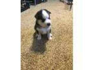 Siberian Husky Puppy for sale in Columbus, IN, USA