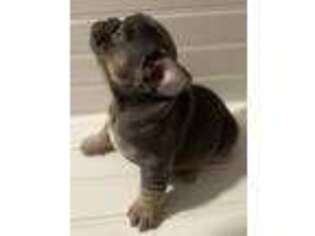 French Bulldog Puppy for sale in Magnolia, OH, USA