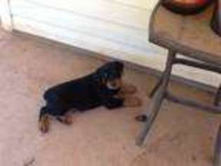 Rottweiler Puppy for sale in Winder, GA, USA