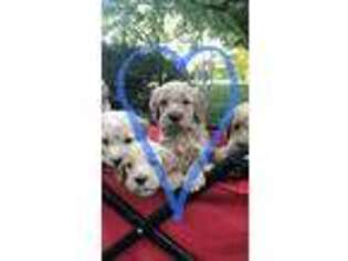 Goldendoodle Puppy for sale in Charlotte, TN, USA