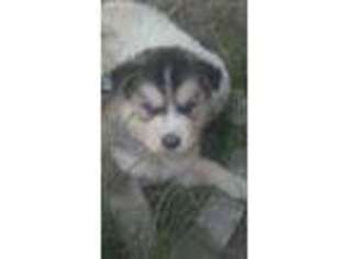 Siberian Husky Puppy for sale in Ontario, CA, USA