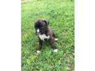 Boxer Puppy for sale in Morrison, OK, USA