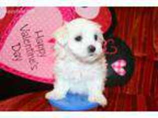 Maltese Puppy for sale in Hackett, AR, USA