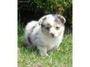 Pembroke Welsh Corgi Puppy for sale in Dunbar, NE, USA