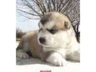 Alaskan Malamute Puppy for sale in Stillwater, OK, USA