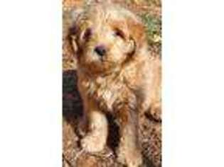 Goldendoodle Puppy for sale in Verona, MO, USA
