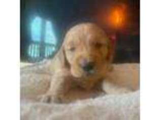 Goldendoodle Puppy for sale in Brighton, CO, USA