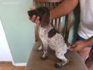 German Shorthaired Pointer Puppy for sale in Frazier Park, CA, USA