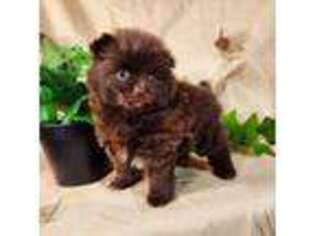 Pomeranian Puppy for sale in Mountain Home, AR, USA
