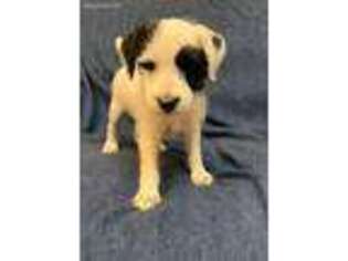 Jack Russell Terrier Puppy for sale in Fort Collins, CO, USA