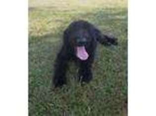 Labradoodle Puppy for sale in Richlands, NC, USA