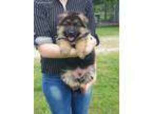 German Shepherd Dog Puppy for sale in Frost, TX, USA