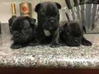 French Bulldog Puppy for sale in Barstow, CA, USA