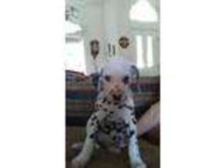 Dalmatian Puppy for sale in Corpus Christi, TX, USA