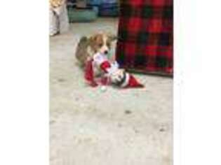 Pembroke Welsh Corgi Puppy for sale in Red Oak, OK, USA