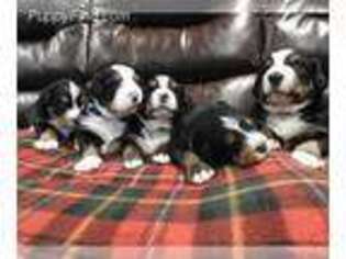 Bernese Mountain Dog Puppy for sale in Pound, VA, USA