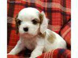 Cavalier King Charles Spaniel Puppy for sale in Ozark, MO, USA