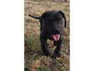 Great Dane Puppy for sale in Hamilton, TX, USA
