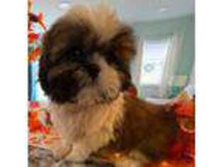Mutt Puppy for sale in Colonial Beach, VA, USA