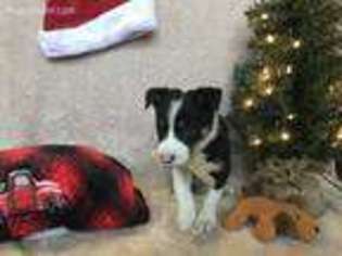 Border Collie Puppy for sale in Hutto, TX, USA