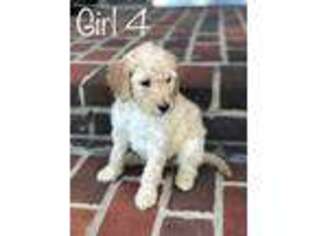 Goldendoodle Puppy for sale in New Castle, IN, USA