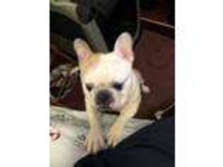 French Bulldog Puppy for sale in Hollis, NY, USA
