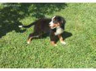 Bernese Mountain Dog Puppy for sale in Monticello, KY, USA