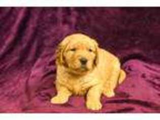 Golden Retriever Puppy for sale in Strasburg, CO, USA