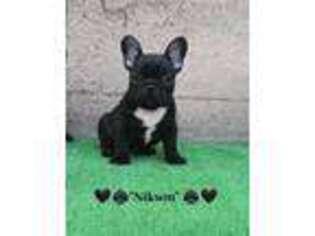 French Bulldog Puppy for sale in Arlington, VA, USA