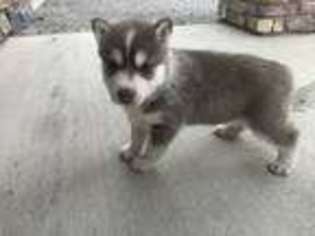 Siberian Husky Puppy for sale in Spencerville, IN, USA