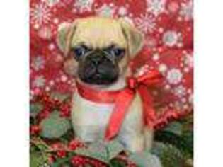 Pug Puppy for sale in Park City, KY, USA