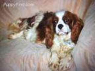 Cavalier King Charles Spaniel Puppy for sale in New Carlisle, OH, USA