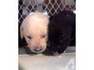 Labrador Retriever Puppy for sale in NOVATO, CA, USA